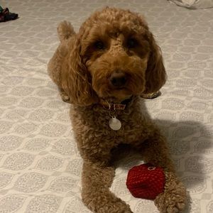 Meet your Posher, Patrick